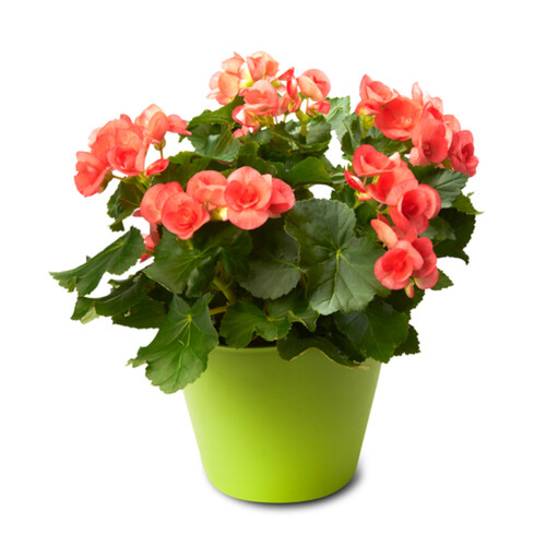 Premium Annuals Begonias 8-Inch 