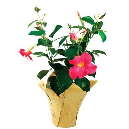 Mandevilla 4-Inch 1 Count