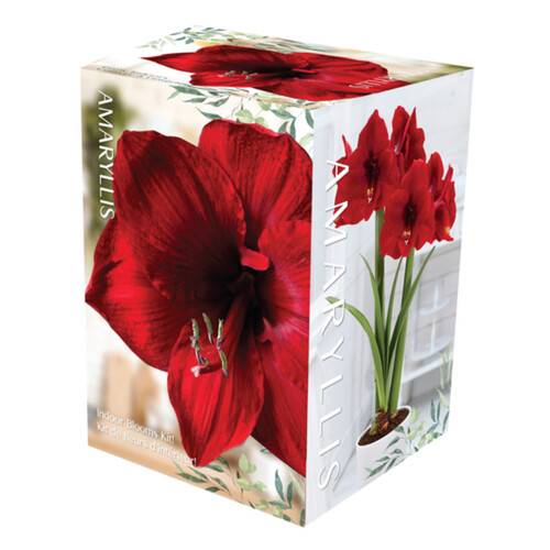 VBotanica Amaryllis Kit Red