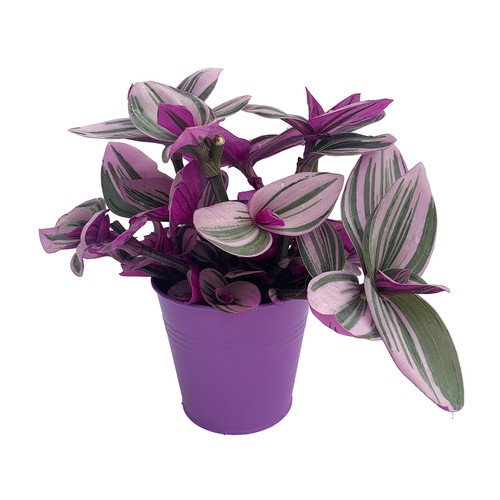 Tradescantia Nanouk Plant Deco Pot 4.5-Inch 1 Count 