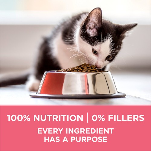 Purina ONE +Plus Dry Kitten Food Healthy Kitten Chicken 1.8 kg