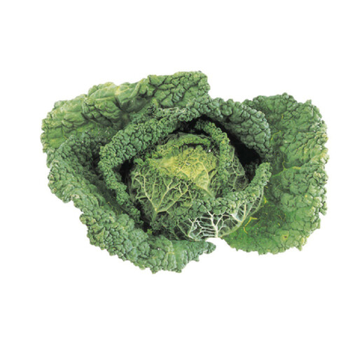 Savoy Cabbage 1 Count