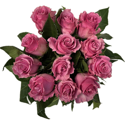 Rose Pink 1 Dozen 