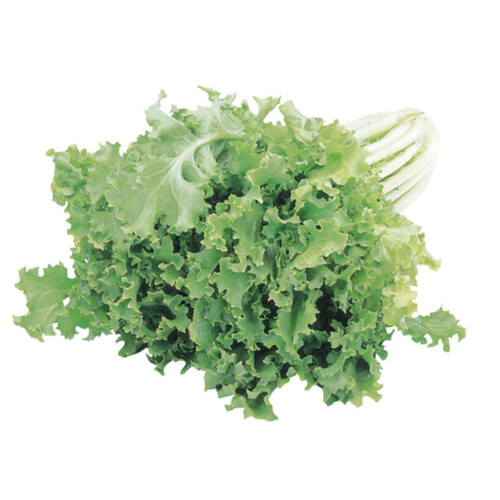 Lettuce Escarole 1 Count