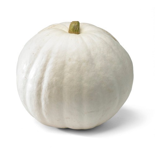Pumpkin White 1 Count