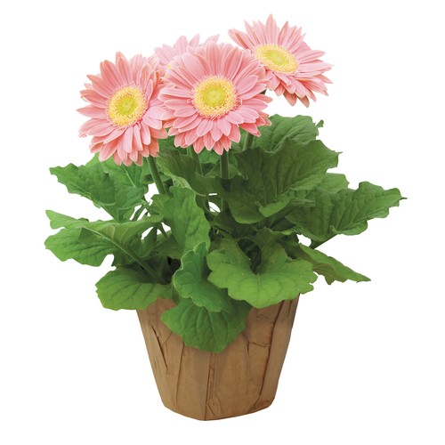 Potted Gerbera 6-Inch 