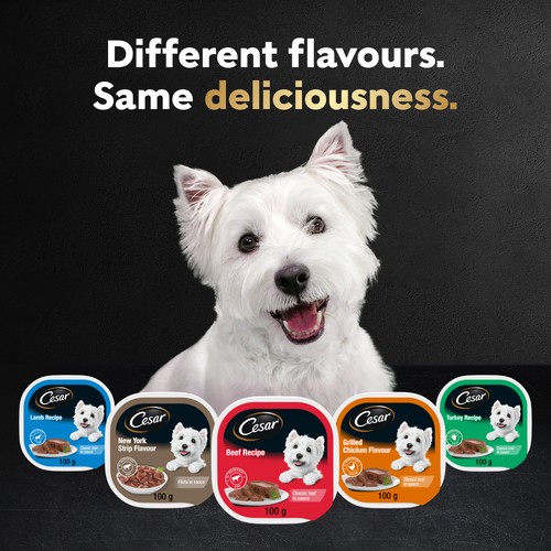 Cesar Adult Wet Dog Food Filets In Sauce New York Strip and Chicken & Vegetable Variety Pack 12 x 100 g