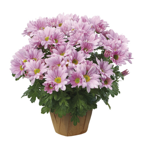 Potted Mums 6-Inch 