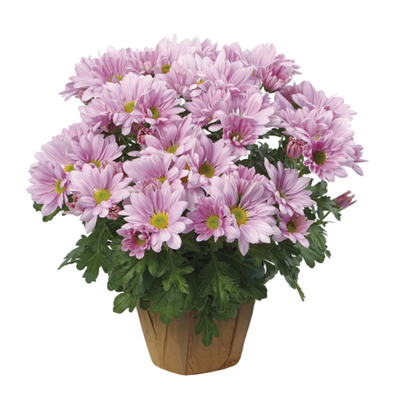 Potted Mums 6-Inch - Voilà Online Groceries & Offers