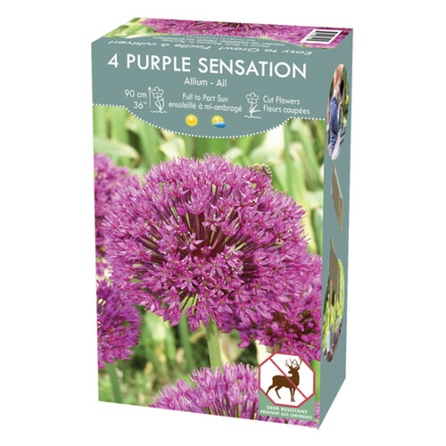 VPop Up Box Allium Purple Sensation 