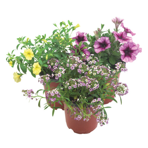 Premium Annuals Assorted 4-Inch