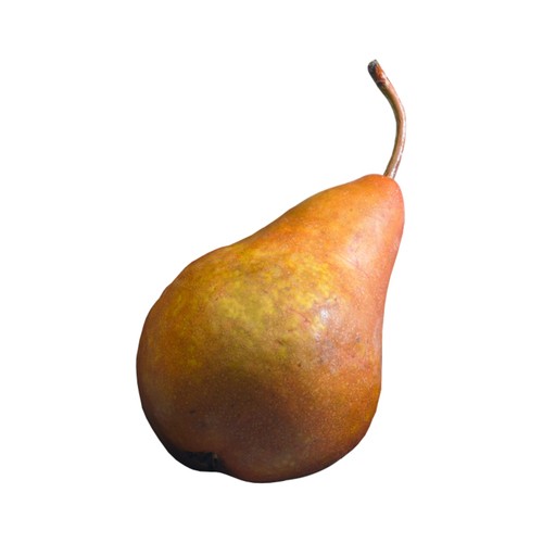 Bosc Pear 3 Count