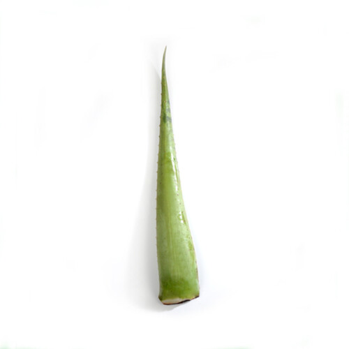 Satvik Aloe Vera Leaf 1 Count