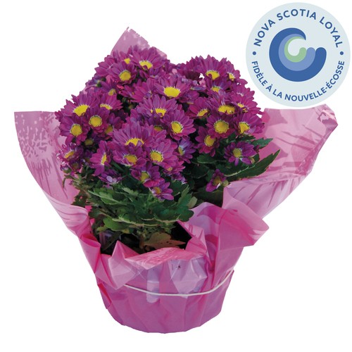 Fleurette Pot 5-Inch 